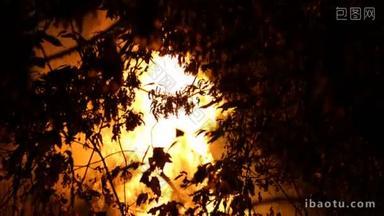 丛林大火的地区，夜间燃烧时大量冒烟升入空中。<strong>树</strong>木剪影。火焰照亮了环境。户外。特写.